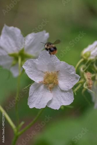 Bumblebee on thimbleberry flower