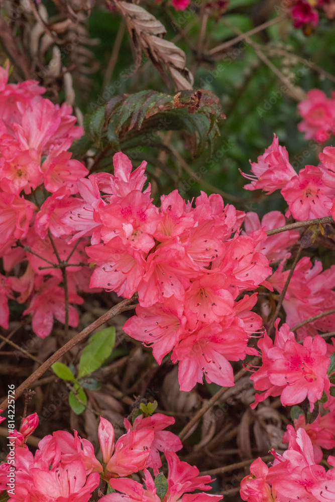 Tradition Azalea (Rhododendron Tradition) Tradition Azalea (Rhododendron Tradition)