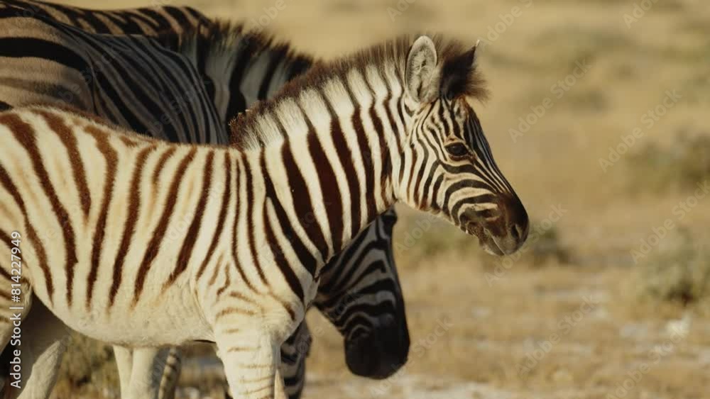 Closeup of herd of wild African zebra standing with baby zebra foal in savannah. epic shot of zebra closeup walking on grass. Wild animals of South Africa concept. Safari tourism. Wildlife of Tanzania