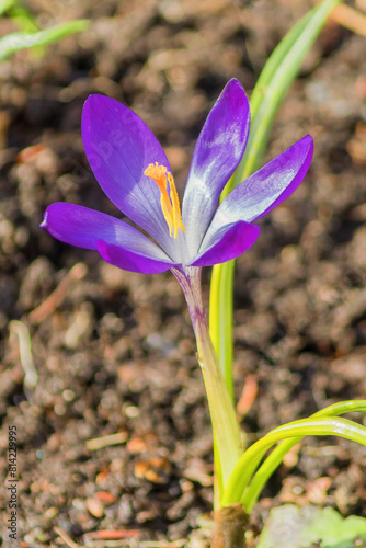Spring bloom of a lilac-colored crocus flower, a low-growing bulbous perennial from the Iris family. photo