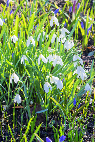 Snowdrop (or galanthus) is a genus of perennial herbs in the Amaryllidaceae family, formerly belonging to the Liliaceae family.