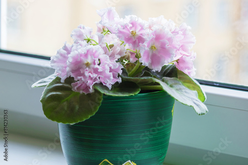Lush flowering of pink Uzambara decorative violet in a ceramic pot.