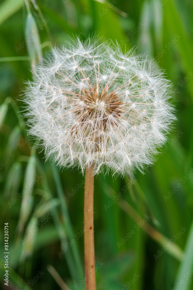 Fototapeta premium タンポポの綿毛が飛び立つ瞬間