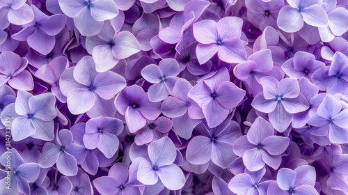 Close-up of purple hydrangea flowers in full bloom © LenaLensLife