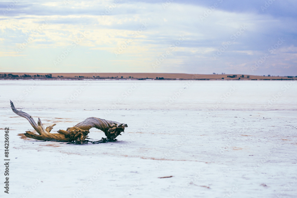 Fototapeta premium trunk on dry slat lake