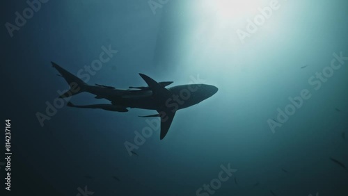 Silhouette of many Oceanic blacktip sharks Carcharhinus limbatus swimming in South Africa. View from below. cinematic sun light. Many oceanic blacktips. Safari with dangerous predator, wildlife photo