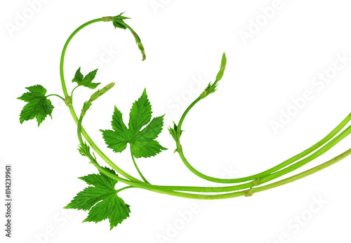 branches of hops with leaves. hops plant on transparent, png. green hops cones. Beer production ingredient. Brewing photo