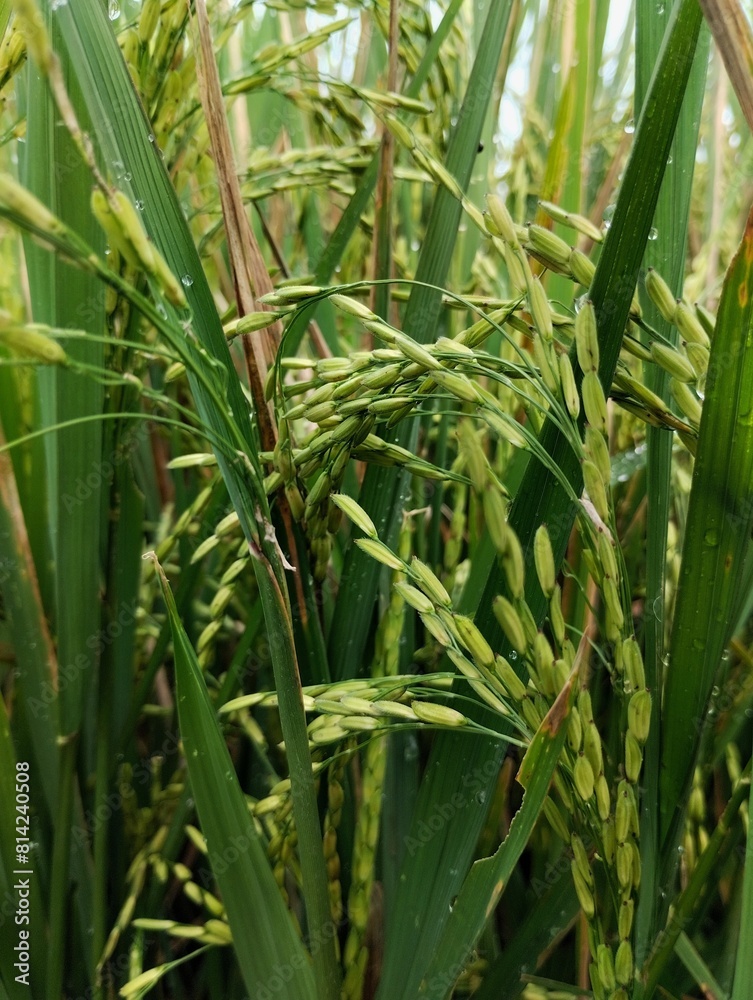 Fototapeta premium Agricultural fields. Green rice plants on agricultural land 