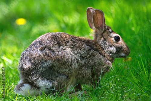 Rabbit munching a dandelion.