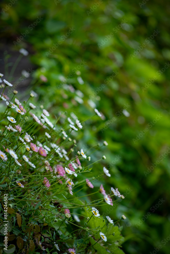 雑草245　源平菊