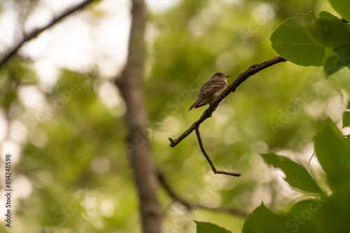 Eastern Wood Pewee