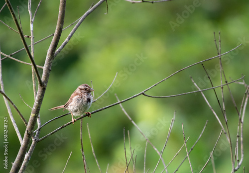 Song Sparrow