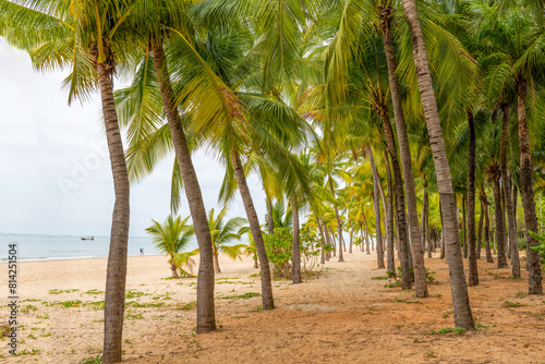 Sanya Bay beach coconut grove in Sanya City  Hainan Province  China