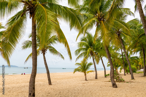 Sanya Bay beach coconut grove in Sanya City  Hainan Province  China