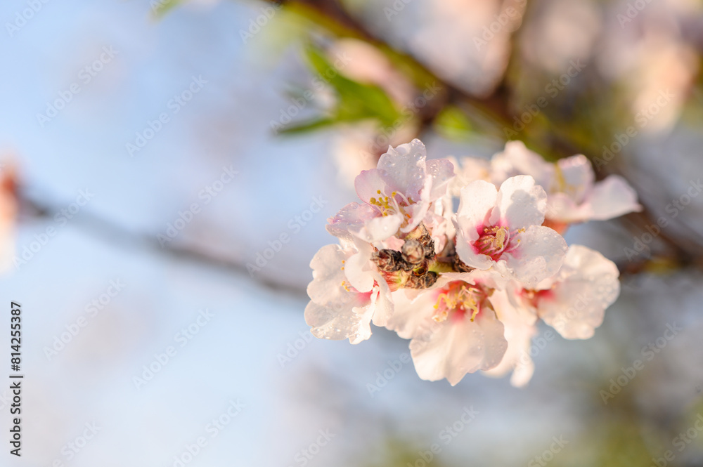 Close-up of Almond Tree Blossoms 1 Close-up of Almond Tree Blossoms 1