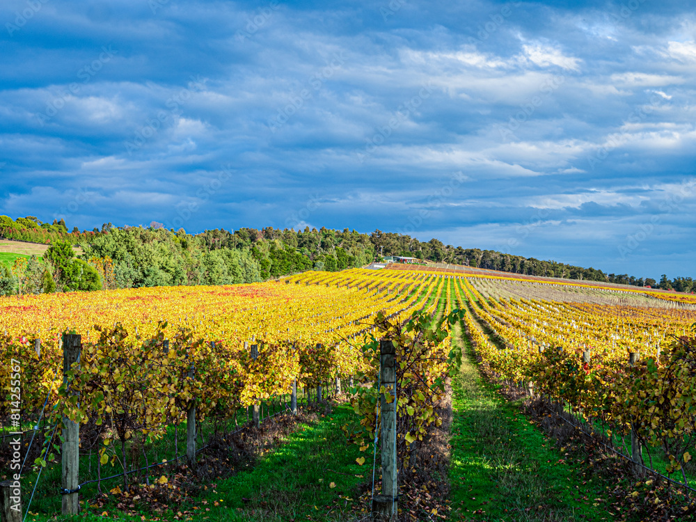 Fototapeta premium Yarra Valley Golden Vines March Up Hill