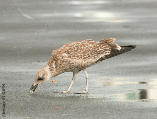 Foto Larus michahellis, Juvenile Yellow-legged gull, Atlantic gull stand on wet asphalt