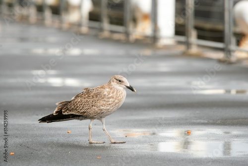 фотографія Larus michahellis, Juvenile Yellow-legged gull, Atlantic gull stand on wet asphalt