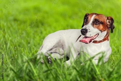 Dog cute puppy lies in green grass.