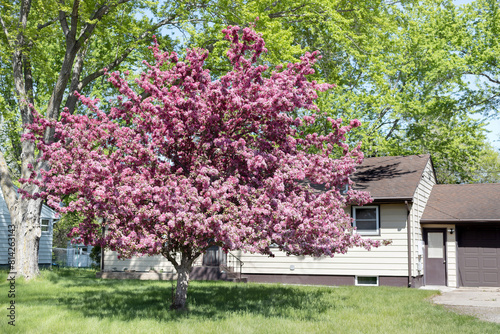 Flowering crabapple tree in the yard. Pink crabapple tree