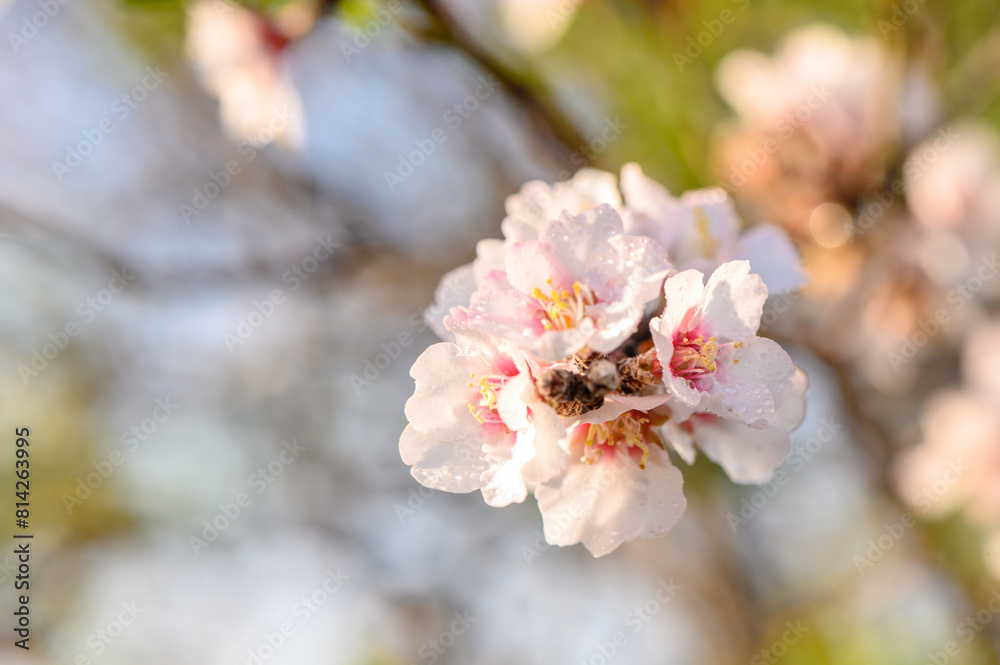 Beautiful blooming almond tree with flowers in full bloom Beautiful blooming almond tree with flowers in full bloom