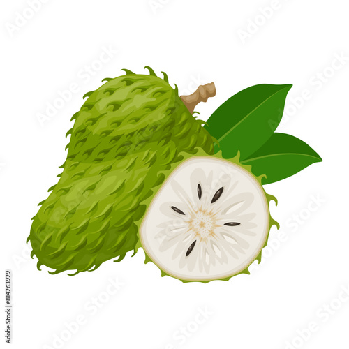 Vector illustration, Soursop fruit, also known as zuurzak, scientific name Annona muricata, isolated on white background.