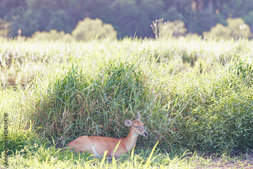 A white-tailed deer (Odocoileus virginianus) resting and chewing her cud in the shade of tall grass in Myakka River State Park, Florida