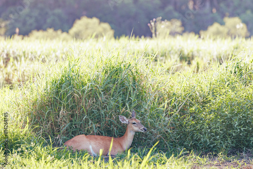 A white-tailed deer (Odocoileus virginianus) resting and chewing her cud in the shade of tall grass in Myakka River State Park, Florida