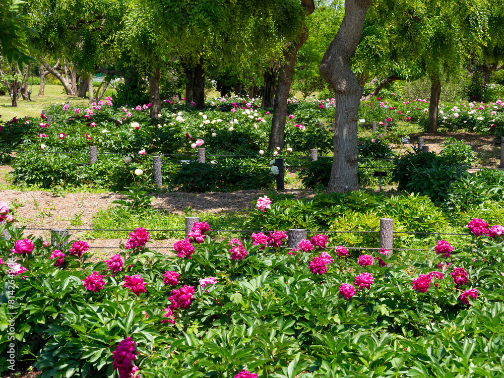 Obraz premium 植物園に咲く色鮮やかなシャクヤクの花