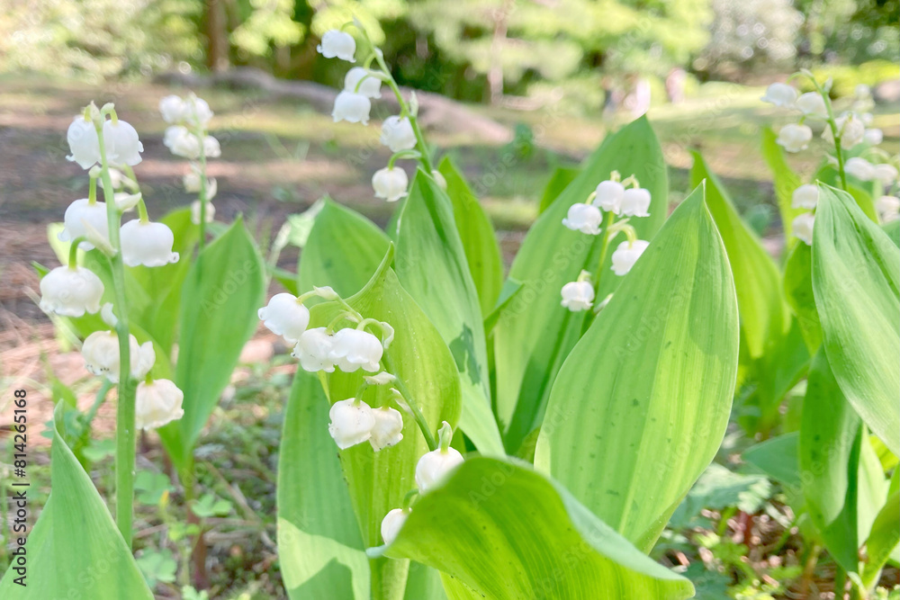 Obraz premium 日本の竹林