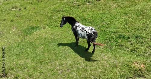 Slow-motion aerial shot of a horse with black and white spots standing and grazing in a fenced-in grassy pasture on a farm with a barn in the background on a sunny day