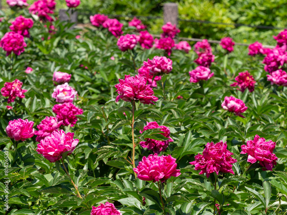 植物園に咲く色鮮やかなシャクヤクの花 植物園に咲く色鮮やかなシャクヤクの花