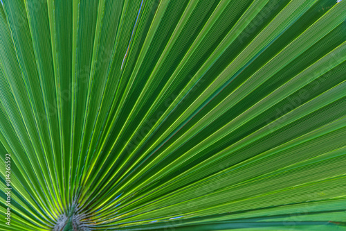 Close up green palm leaf texture  abstract palm leaf horizontal background 1