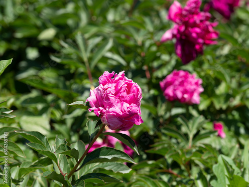 植物園に咲く色鮮やかなシャクヤクの花