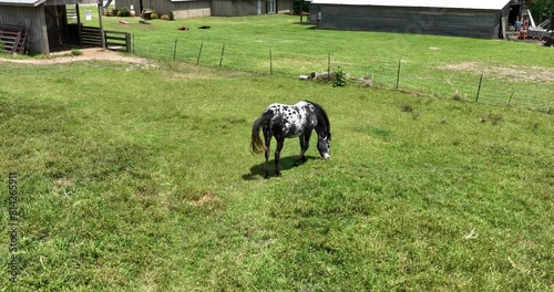 Slow-motion aerial shot of a black and white horse grazing in a grassy fenced-in pasture field on a farm with a barn in the background on a sunny day