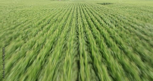 Flying low over a field of corn stalks growing on an industrial farm