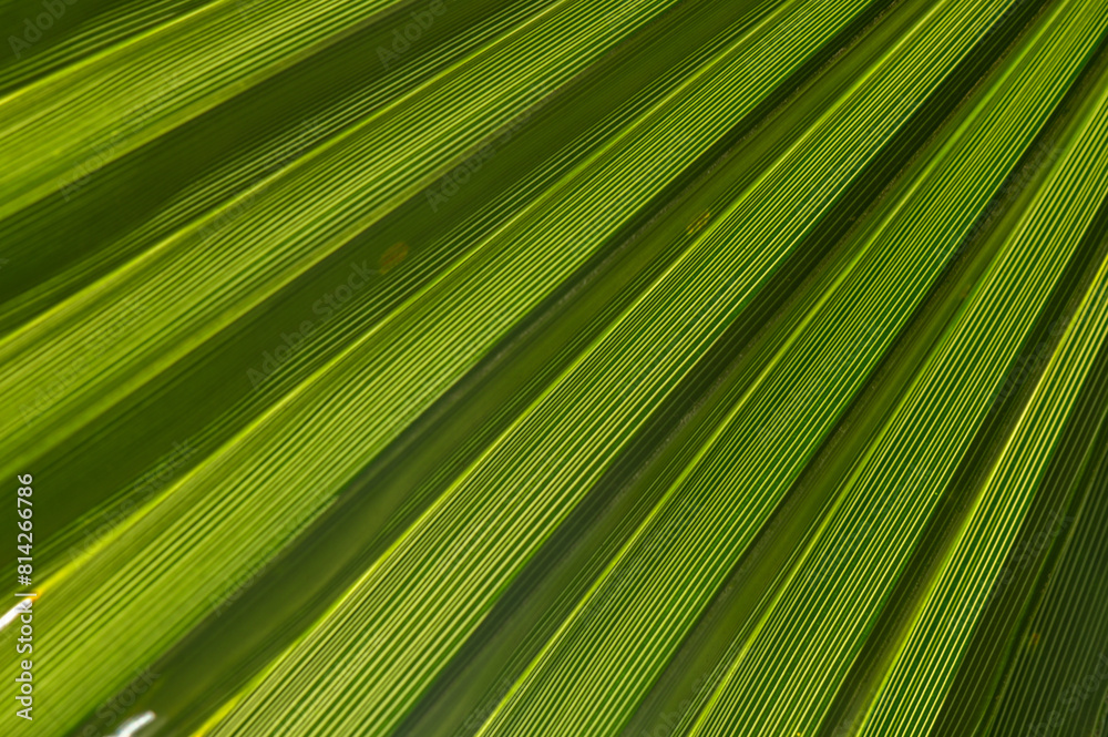 Obraz premium Close-up of green palm leaf