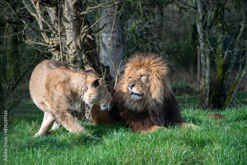 Lion and lioness