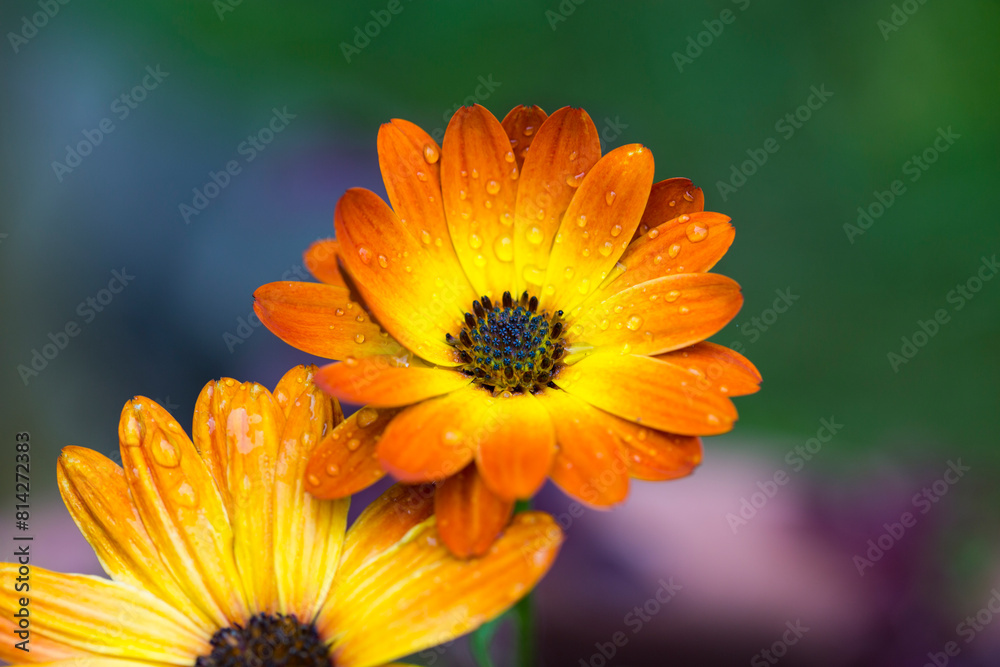 orange flower with drops