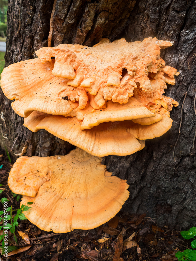 Chicken Of The Woods Mushroom Growing On A Tree Trunk Chicken Of The Woods Mushroom Growing On A Tree Trunk