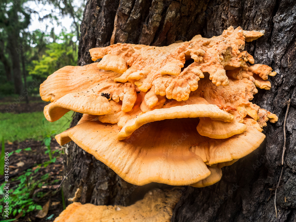 Chicken Of The Woods Mushroom Growing On A Tree Trunk Chicken Of The Woods Mushroom Growing On A Tree Trunk