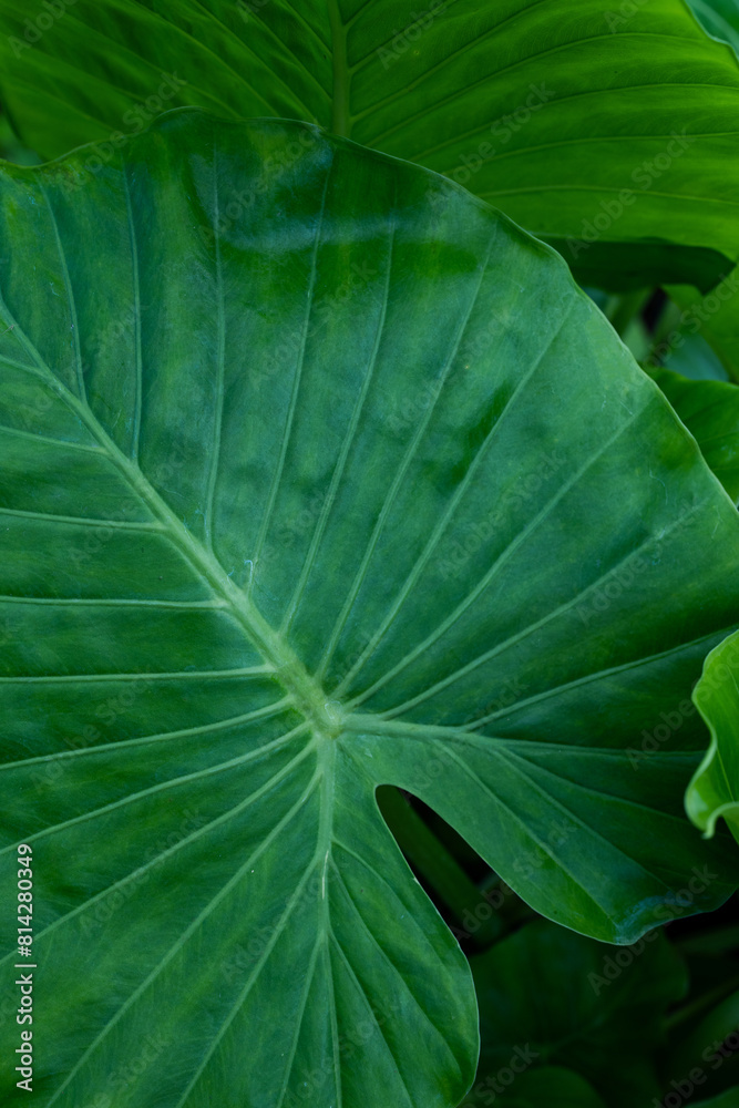 Fototapeta premium abstract green leaf texture, nature background, tropical Vertical image.