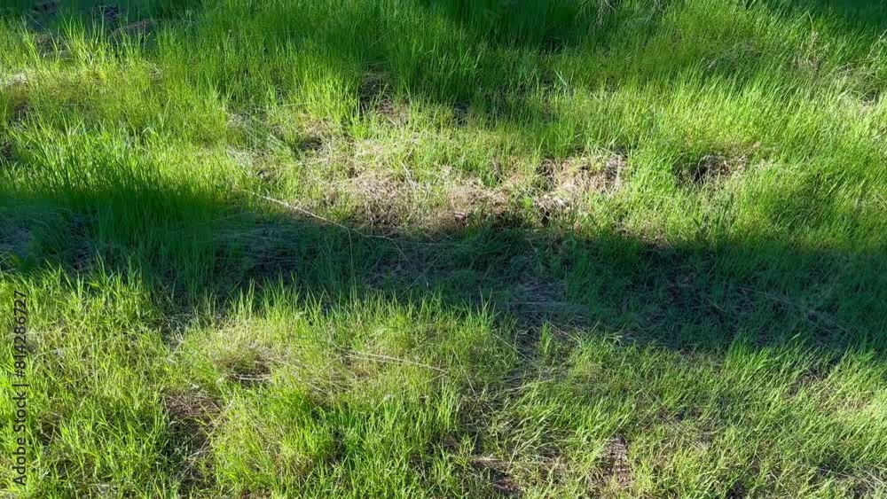 Vibrant video capturing the lush, wild green grass of a backyard, swaying gently in the breeze, exuding calm and freshness. Vibrant video capturing the lush, wild green grass of a backyard, swaying gently in the breeze, exuding calm and freshness.