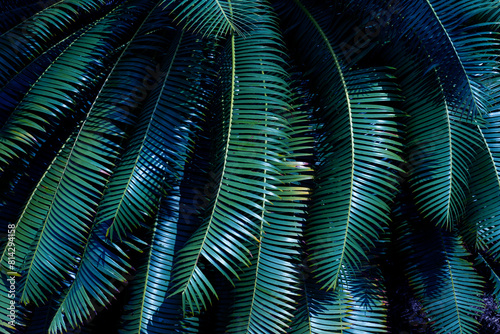 tropical palm leaf and shadow, abstract natural green background, dark tone textures. © Nabodin