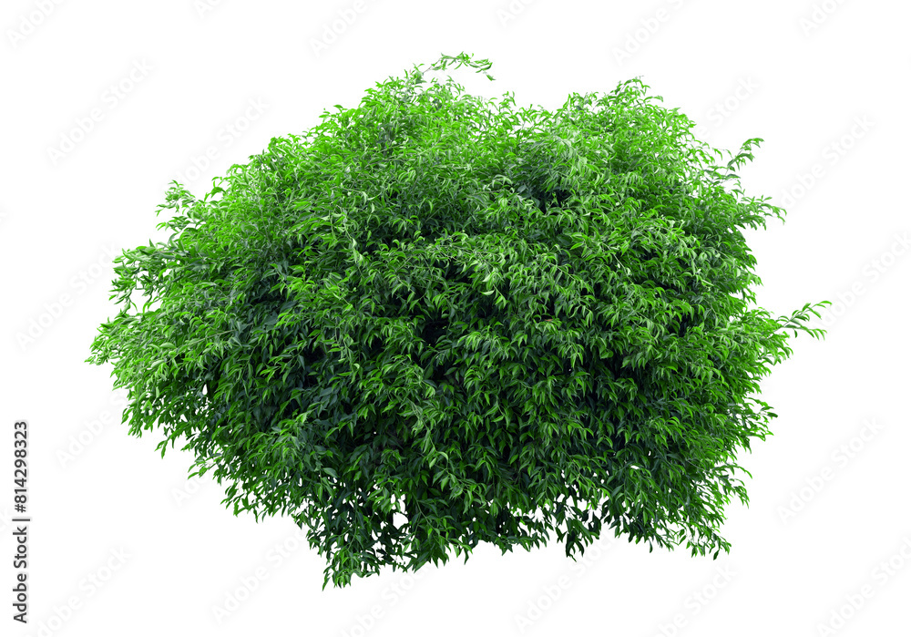 Fototapeta premium Tropical plant fence bush green shrub tree isolated on white background with clipping path.