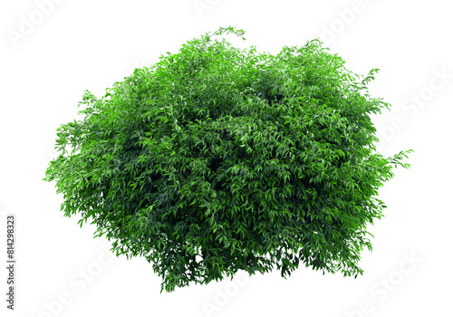 Tropical plant fence bush green shrub tree isolated on white background with clipping path.