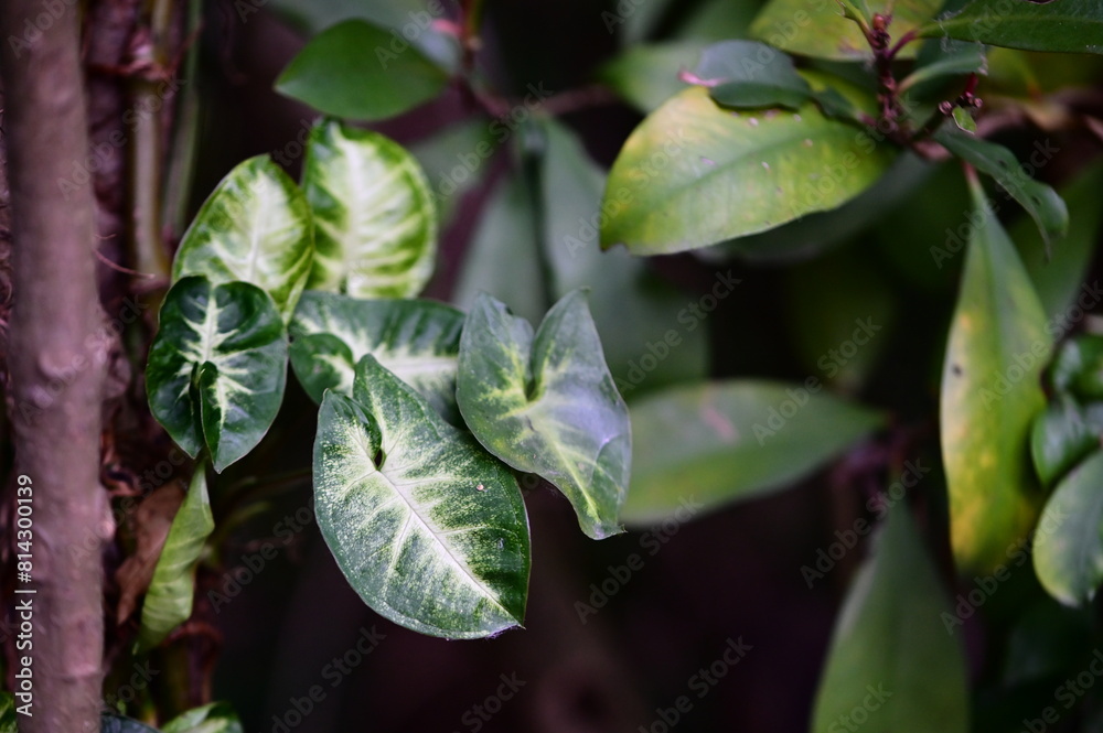 A close-up view of garden foliage bathed in the soft hues of dusk, the deep green leaves adorned with delicate white veins, creating a sense of understated elegance and quiet contemplation. A close-up view of garden foliage bathed in the soft hues of dusk, the deep green leaves adorned with delicate white veins, creating a sense of understated elegance and quiet contemplation.