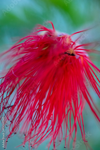 Red Bottle Brush Flower - Calliandra haematocephala