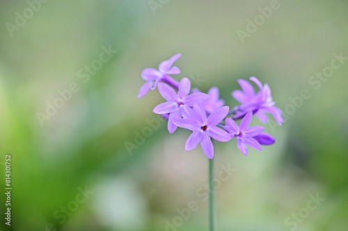 Tulbaghia violacea, commonly known as society garlic, is a versatile plant with beautiful flowers, medicinal properties, and culinary uses, enhancing gardens worldwide.