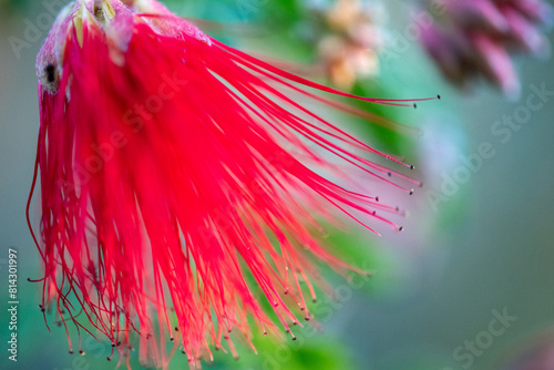 Red Bottle Brush Flower - Calliandra haematocephala photo